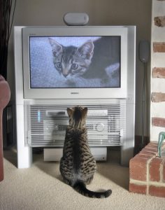 Fatty_watching_himself_on_TV